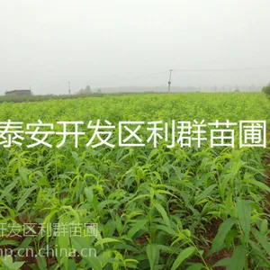 供应桃树嫁接苗 桃树嫁接苗价格 桃苗嫁接苗 嫁接桃树 嫁接桃苗 嫁接桃树苗 山东桃苗基地