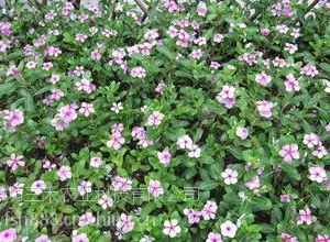 山东地区2015年10月份长春花交易价格