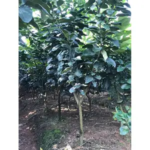 原产地三红蜜柚苗,新品种三红蜜柚苗13860893847