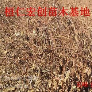 五味子苗、五味子小苗、五味子种苗基地、辽宁五味子基地