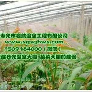 寿光市启航温室 日光温室 有立柱蔬菜温室大棚