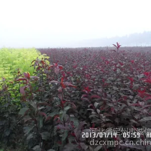 ��Ӧ***��Ҷ��ӣ����Ҷ��ӣ����