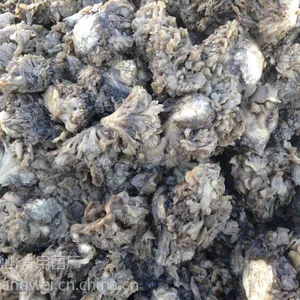 河北供应腌渍灰树花，舞茸，出口品质，常年供应。
