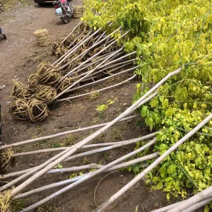 金叶复叶槭价格/出售金叶复叶槭3-8公分大量/富杰苗圃
