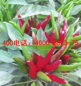 金乡新鲜高辣度尖辣椒价格