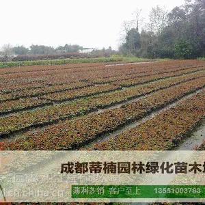 成都红叶石楠价格 红叶石楠苗木基地