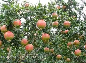 ��ɭũҵ�Ƽ�ʯ����Ʒ�� ������ʯ����۸�