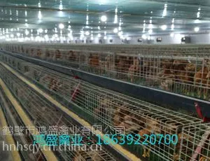 鹤壁鸿盛禽业青年鸡鸡苗,海兰褐青年鸡