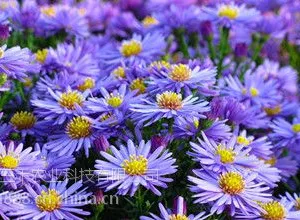 山东青州荷兰菊种植基地10月份交易价格