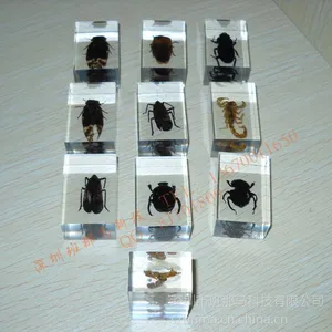 供应透明水晶胶内埋昆虫标本镇纸工艺品