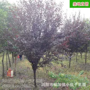 批发紫叶李 各种规格苗木 供应园林绿化工程庭院绿化苗农种植