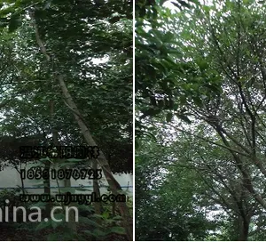 小叶榕_小叶榕价格_求购小叶榕