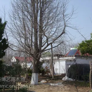 供应风景树园林大树银杏树金色大道树种白果树