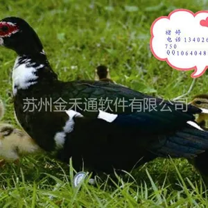 供应厂家定制鸭脚环