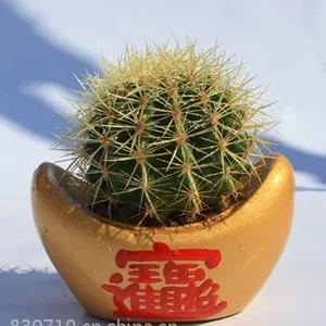 供应广州市白云区花木出租及日常护理服务