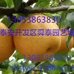 果树苗1公分黄金梨成苗山东泰安