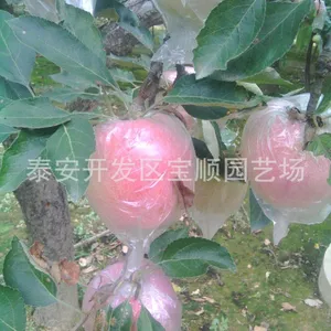 广东苹果树苗批发 广东哪有卖苹果树苗的 大量供应苹果树苗