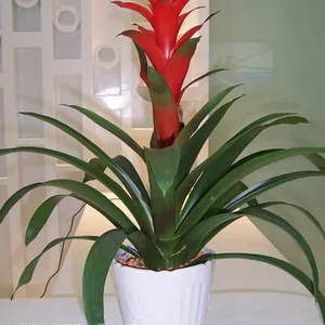杭州植物出租滨江区植物租摆