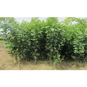 红肉柚子树苗哪里正宗,找平和县正达蜜柚苗场