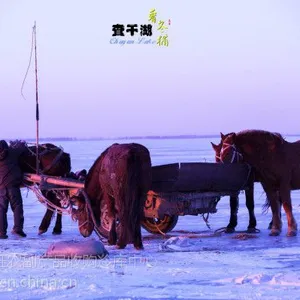 长沙查干湖鱼厂家直销_查干湖鱼代理***