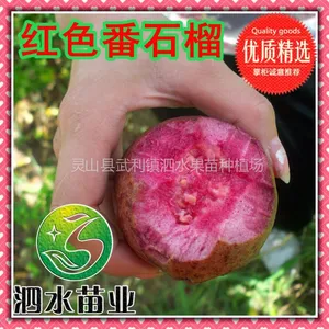 供应新品种 红色番石榴 红心番石榴 红叶番石榴 种苗 嫁接苗