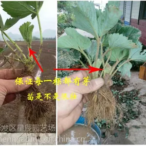 好管理的草莓苗 品种草莓苗 章姬 红颜 全明星 甜查理 低价进行中