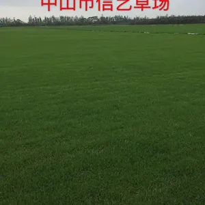 中山市信艺草场