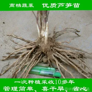 蔬菜苗芦笋苗子大田种植苗新种植方法亩产万斤绿化苗园林苗采摘园