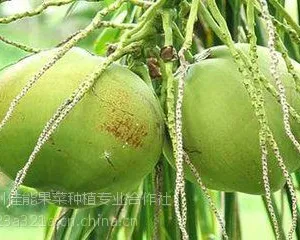 海南热带水果园供应商新鲜水果、一件代发、诚招微商代理