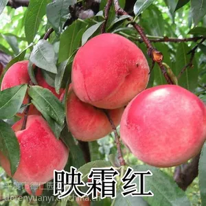 山东平度大泽山 优质 映霜红桃树苗 嫁接毛桃苗 晚熟高产 南北方种植