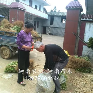 永丰县迦南苗木基地