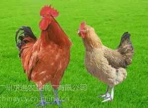 2018��������鼦�籨�ۣ�����***���˷�