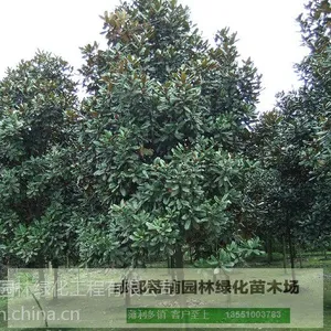 成都广玉兰苗圃基地价格