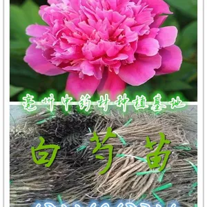 赤芍苗子白芍苗子中药材芍药种苗价格白芍芽新挖基地直销