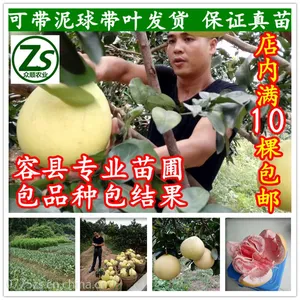 嫁接容县沙田柚树苗 红心蜜柚苗 三红蜜柚苗 南方果树苗庭院种植 众顺农业