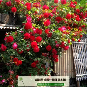 成都苗木基地供应蔷薇 成都蔷薇价格 成都蔷薇苗木基地