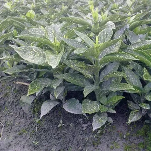成都苗木基地供应洒金珊瑚 成都洒金珊瑚价格 成都洒金珊瑚苗木基地