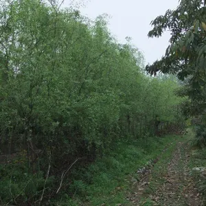 �ӱ����� ���������� �������۸� �������� ������ֲ ��������