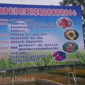 新品种苗——观赏性黄花菜批发