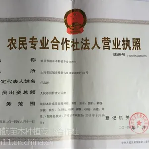山西李子苗-嫁接李子苗-李子成品苗-李子苗基地-李子苗