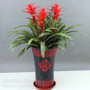 植物租赁,植物销售,绿化施工