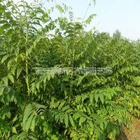 供应香椿苗 香椿树苗种植之乡
