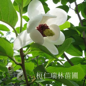 桓仁瑞林苗圃