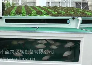 鱼菜共生设备 生态循环鱼菜共生系统设计