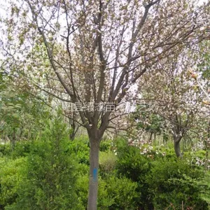 �����ؾ�15���ֺ�Ҷ��۸�900Ԫ ʵ�ؿ��� �ֳ����� ����װ��