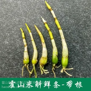 安徽霍山县霍山米斛原产地太平畈乡现场采收米斛鲜条带根出售
