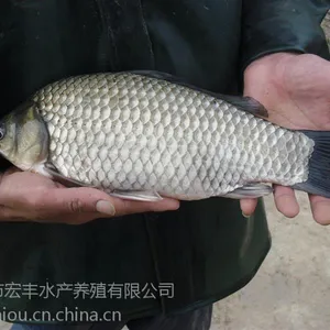 广州市宏丰水产养殖有限公司珠海基地供应最***的鲫鱼品种丰产鲫鱼苗