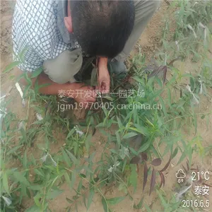基地批发映霜红桃树苗 极晚熟高产果大 2年生映霜红桃树苗价格 嫁接矮化品种 佳一园艺场
