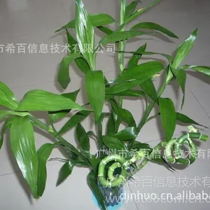 供应单枝富贵竹,高度:50~60cm,不带盆