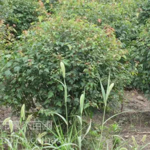 三角枫精品球/三角枫球价格/丛生三角枫5-8分枝大量